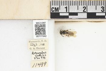 Media type: image;   Entomology 777342 Aspect: Labels